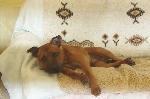 Leo (Staffordshire Bul...