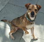 Clifford (Terrier mix xx)