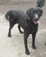 Holly (Labrador)