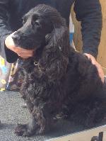 Shadow (Cocker Spaniel)