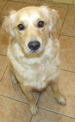 Lucy (Golden Retriever)