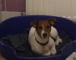 Piper (Parsons Jack Ru...