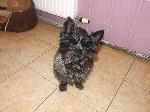 Daisy (Cairn Terrier)