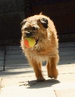 Kaylyn (Border Terrier)