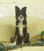 Cody (Border Collie Tr...