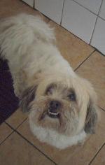 Bailey xx (Lhasa Apso)