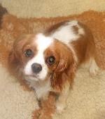 Cleo (King Charles Ca...