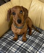 Harris (Dachshund cross)