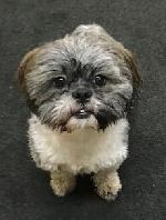 Sammy xx (Shih Tzu.)