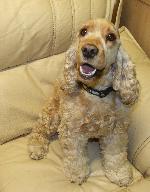 Bailey (Cocker Spaniel)