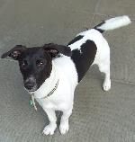 Milo xx (Jack Russell ...