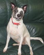 Cassie xx (Staffy x Co...