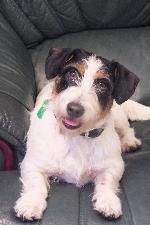 Scruffy (Jack Russell/...