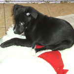 Benson