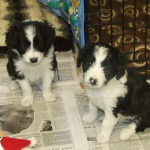 Border Collie puppies