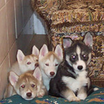 Siberian Husky Pups