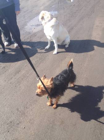 Second Chance Kennels