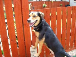 Second Chance Kennels