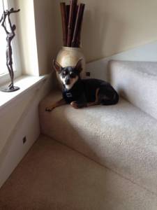 Second Chance Kennels