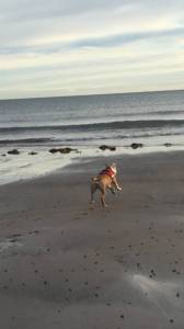 Saffy xx