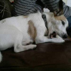 Second Chance Kennels