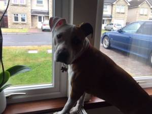 Second Chance Kennels