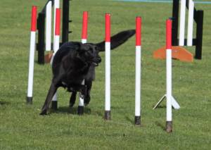 Second Chance Kennels