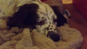 Daisy very Happy Spaniel.xx