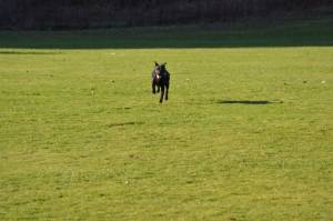 Second Chance Kennels