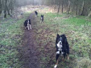 Second Chance Kennels