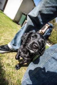 Second Chance Kennels