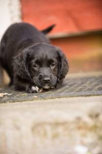 Second Chance Kennels