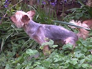 Wee Susie
