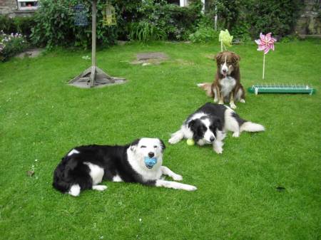 Three rescue Collie's