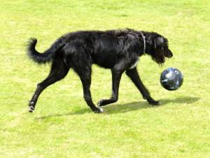 Second Chance Kennels