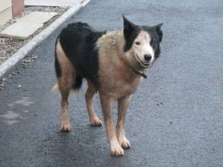 Second Chance Kennels