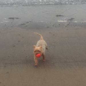 Poppy xx