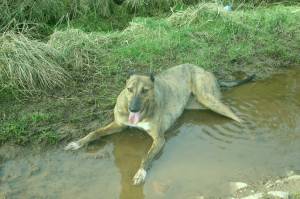 Rudy who was tied to our gate !!