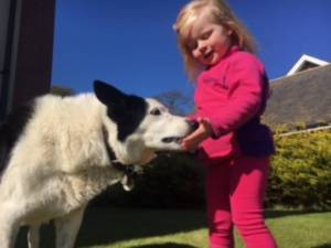 Second Chance Kennels
