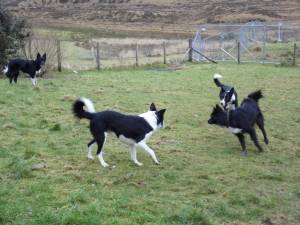 Second Chance Kennels