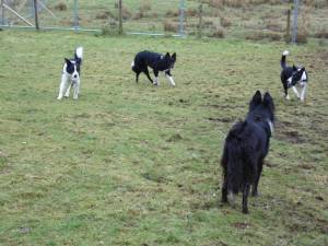 Second Chance Kennels
