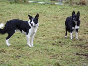 Second Chance Kennels