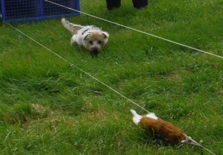 Second Chance Kennels