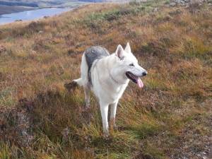 Second Chance Kennels