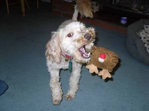 Wee Murphy the Jackadoodle