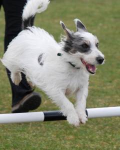 Second Chance Kennels