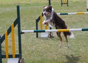 Second Chance Kennels