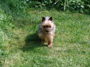 Second Chance Kennels