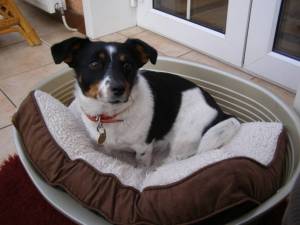 Second Chance Kennels