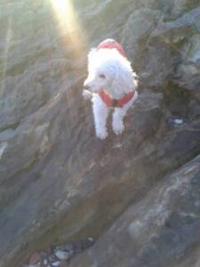 Wee Ant xx
